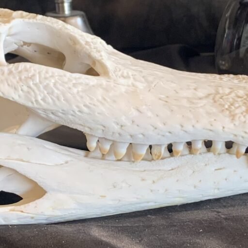 alligator skull 2