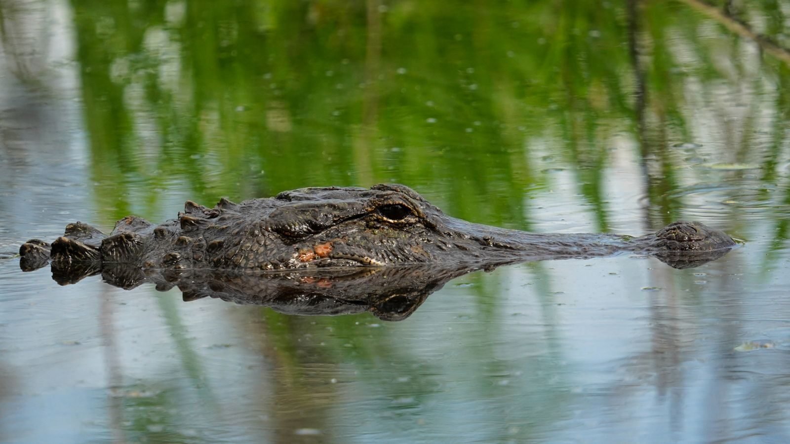 American alligator partially submerged in water with reflections of greenery.