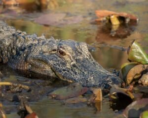 An American alligator partially submerged in water, surrounded by leaves in a swamp.