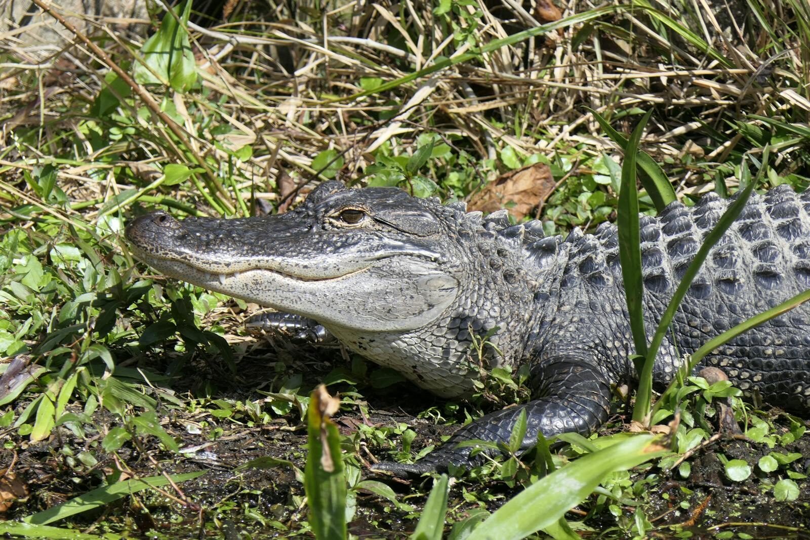 Close-up of an American alligator basking in the natural greenery of Florida.