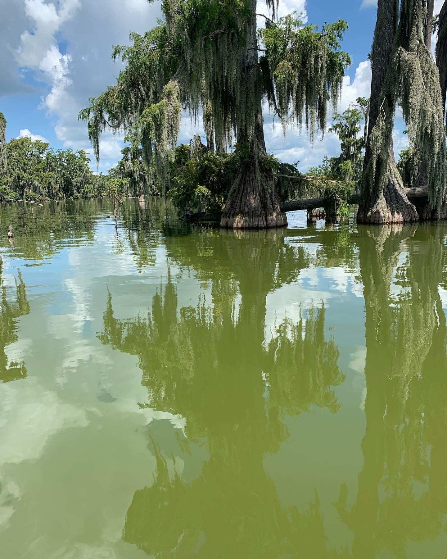 Photos of a swamp with cypress trees