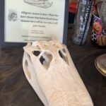 alligator skull 1