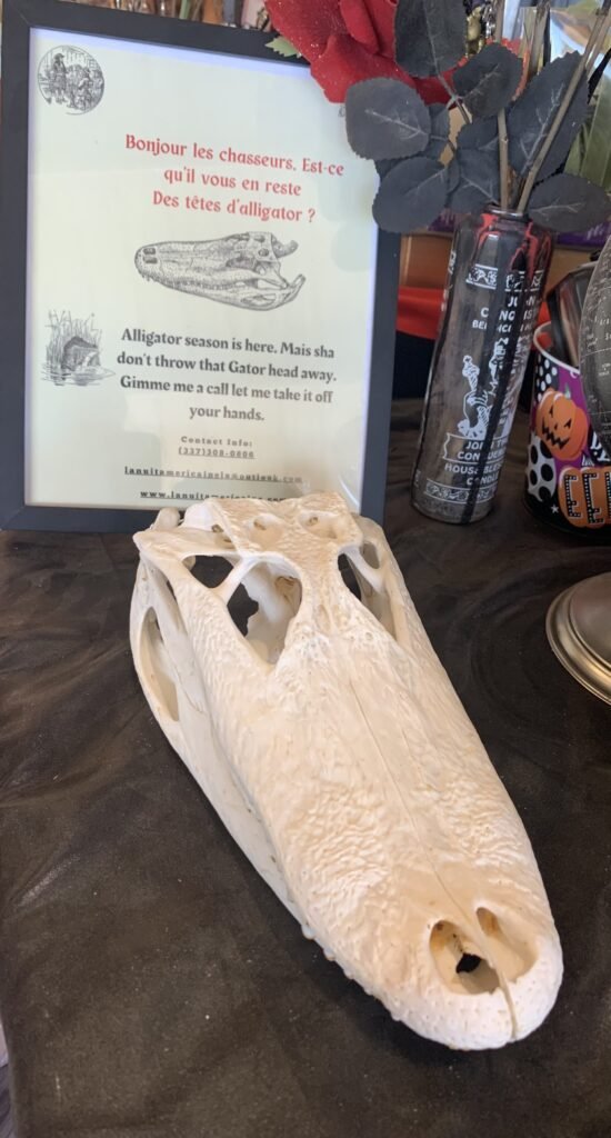alligator skull 1