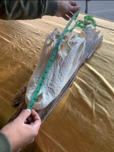 measuring alligator skull