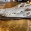 Alligator Skull