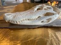 Alligator Skull