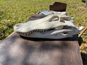Alligator Skull