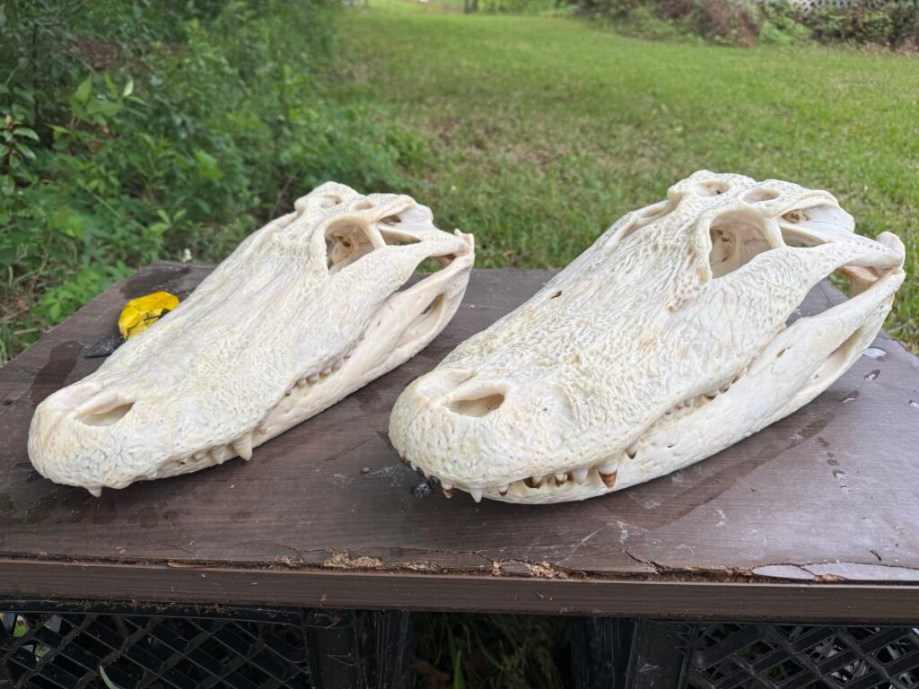 TwoAlligatorSkullsSidebySide