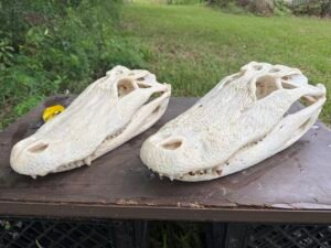 Alligator Skull