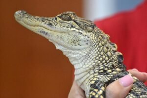 alligator, baby, reptile, nature, wildlife, holding, baby alligator, alligator, alligator, baby alligator, baby alligator, baby alligator, baby alligator, baby alligator
