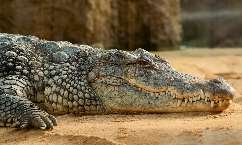 A Nile Crocodile