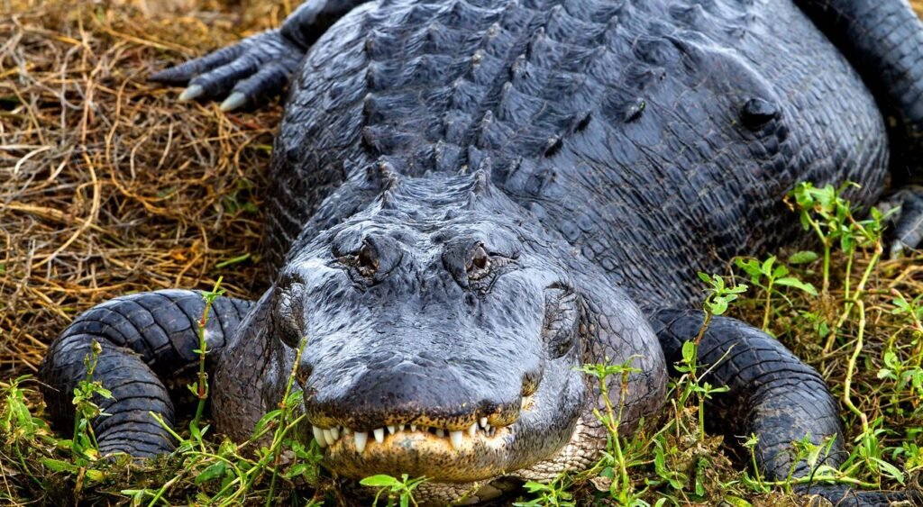 American Alligator