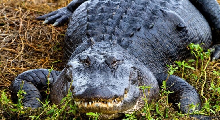 The Evolution of the American Alligator: 80 Million Years of Survival American Alligator
