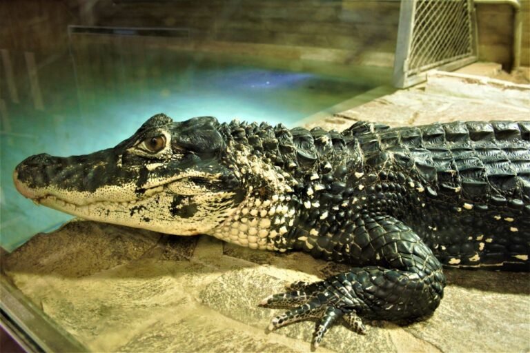 The Black Caiman: Facts, Size, Habitat, and Evolution Black Caiman