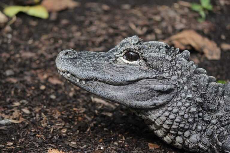 The Chinese Alligator: Facts, Evolution, Habitat, and Conservation Headshot of a chinese alligator at the Maryland Zoo