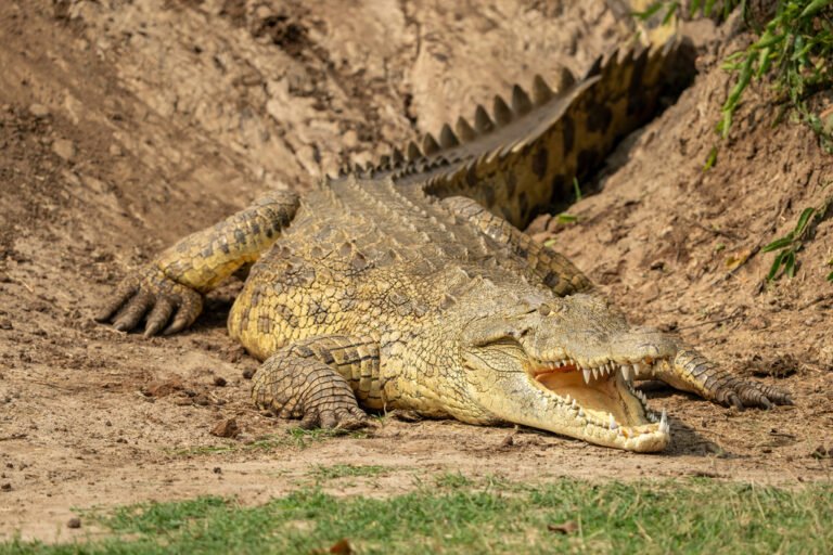 The Nile Crocodile: Facts, Size, Habitat, Evolution, and Anatomy Nile Crocodile