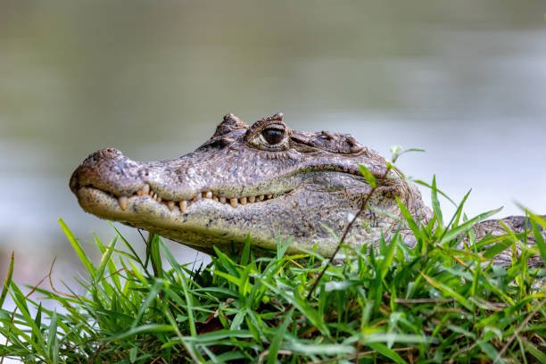 The Spectacled Caiman: Facts, Habitat, Evolution, and Size Spectacled Caiman Headshot 1