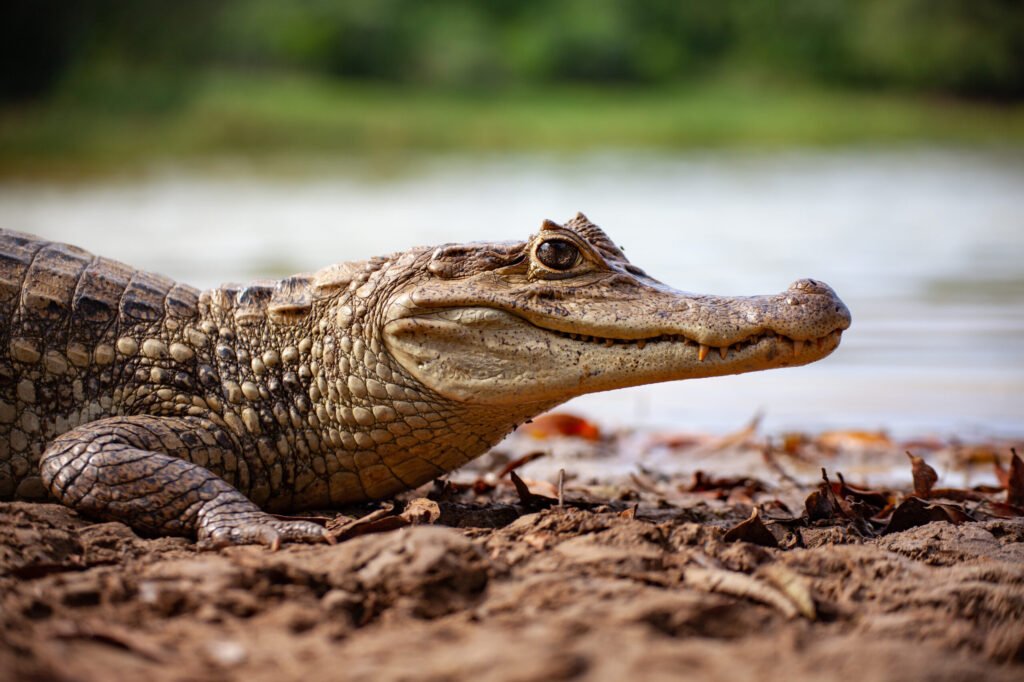 Spectacled Caiman scaled 1