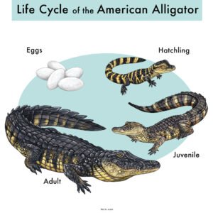life cycle of American Alligator