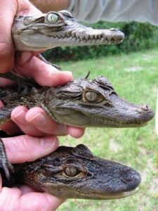 crocodile, caiman, and alligator babies