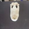 Real Alligator Skull – 10 Inch Display Specimen
