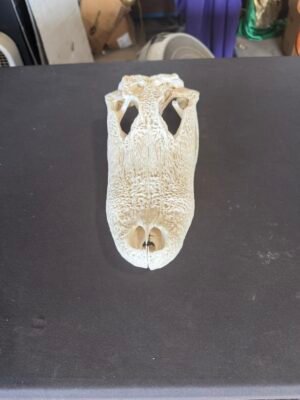 Real Alligator Skull – 10 Inch Display Specimen