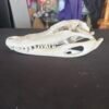 Real Alligator Skull – 10 Inch Display Specimen
