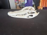 Real Alligator Skull – 10 Inch Display Specimen