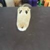 Alligator Skull 9.5 Inches Real Alligator Skull – 9.5 Inch Display Specimen