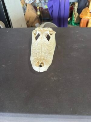Real Alligator Skull – 9.5 Inch Display Specimen