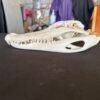 Alligator Skull 9.5 Inch Sideshotes Real Alligator Skull – 9.5 Inch Display Specimen
