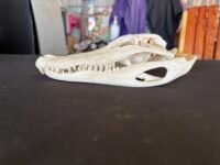 Alligator Skull 9.5 Inch Sideshotes Real Alligator Skull – 9.5 Inch Display Specimen