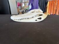 Real Alligator Skull – 10.5 Inch Display Specimen