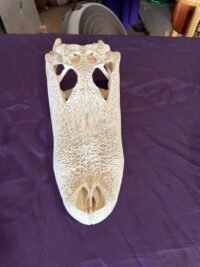 Real Alligator Skull – 12 Inch Display Specimen