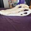 Real Alligator Skull – 12 Inch Display Specimen