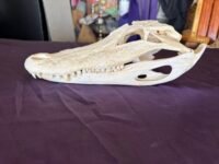 Real Alligator Skull – 12 Inch Display Specimen