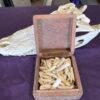 Picture of a box of alligator teeth