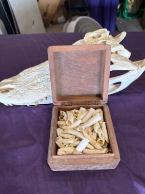 Picture of a box of alligator teeth