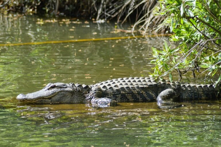 The History of Alligators in Louisiana: From Ancient Predators to Conservation Success alligator on lake