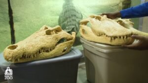 kansas city zoo crocodile and alligator