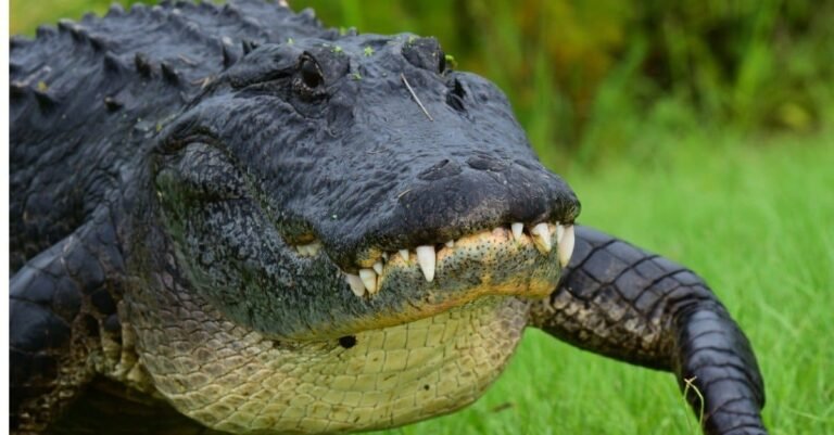 Louisiana's Largest Alligators on Record: Biggest Gators Ever Found toothy american alligator walking towards camera with a toothy smile picture id1156256636